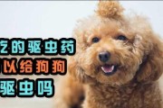 如何为宠物犬提供最佳的驱虫保护（了解以人用的驱虫药是否适合狗狗及其影响）
