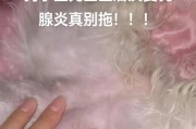 狗狗乳腺炎的预防和治疗方法（轻松应对狗狗乳腺炎，让它健康快乐）