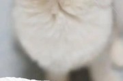 猫咪中暑的症状及应对措施（如何预防和处理猫咪中暑情况，）