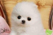 探讨博美的定型犬特点（了解博美成为定型犬的关键因素）