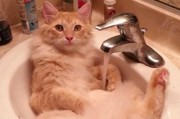 让宠物猫咪享受洗澡乐趣的方法（有效让猫咪喜欢洗澡的技巧和经验）