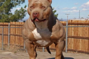 比特犬容易训练吗？训练比特犬最好的方法是什么？