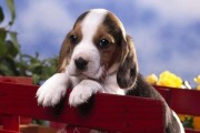 比格犬（探究比格犬的性格特点及其在各领域的应用）