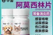 猫感冒治疗（如何计算阿莫西林的剂量及使用注意事项）