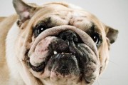 八哥犬与其他狗类的混血培育之道（八哥犬与什么狗最适合混血？）