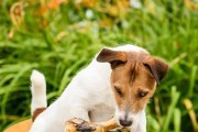 揭秘狗狗挑食背后的真实原因（从宠物健康、饮食偏好和心理需求三方面解读狗狗挑食）