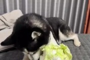 狗狗对主人的深情厚意（狗狗将主人视为最亲密的伙伴）