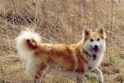 如何为你的挪威猎犬提供健康的饮食？（挪威猎犬的营养需求、宠物食品选择、常见喂养错误）