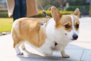 柯基犬喂养的6个“重点”，让你的狗狗长得又壮又健康！（柯基犬喂养指南，助你打造健康饲养计划）