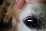 狗狗眼屎的颜色与健康状况（眼屎颜色变化揭示宠物狗健康问题）