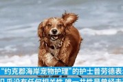 揭秘狗狗健康状况（保护爱宠免受病痛侵袭，享受快乐生活）