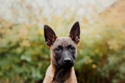中国马犬的饲养指南（营养均衡，健康成长）