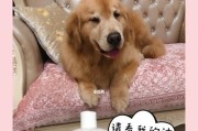 宠物沐浴露大揭秘（了解常见宠物沐浴露成分及使用方法，给爱宠最好的呵护）