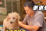 如何控制宠物狗的生育？（了解狗狗生育知识，采取有效措施）