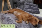 如何让宠物狗习惯睡狗窝？（狗窝让狗狗更舒适安全，教你如何让狗狗逐渐适应狗窝）