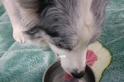 如何检查你的狗狗口腔异味？（掌握这些方法，让你的宠物远离口腔问题）
