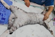 母猫绝育术后恢复时间及注意事项（母猫绝育术后能站起来的时间及如何正确护理）