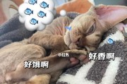 睡觉翻白眼的原因解析（探秘睡觉时出现白眼的背后原因）