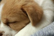 如何解决一个月大的狗狗老睡觉问题？（探讨狗狗老睡觉的原因及解决方法）