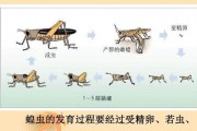 英国银兔的饲养方法（从喂食到健康，这些你需要知道！）