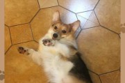 柯基犬价格下降，为何饲养人数减少？（柯基犬市场供需失衡，养犬成本上升）