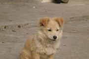 人不如狗，一次剪毛几千块的大贵宾造型服务（给家里的贵宾犬请造型师上门剪毛，服务价格高昂）