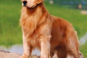 探寻卷毛巡回猎犬的性格特点（了解这个可爱宠物的性情和特征）