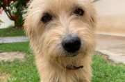 犬瘟热病毒（了解犬瘟热病毒，保护你的毛茸伙伴）