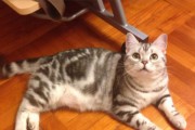 美国硬毛猫的饲养全攻略（从选购到护理，让你成为合格的猫奴）
