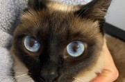 家猫眼中的奇妙世界（探寻家猫眼睛的多彩之美）