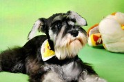 如何给蝴蝶犬洗澡（宠物保健指南，让你的爱犬健康幸福）