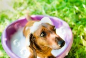 夏季狗狗皮肤瘙痒大揭秘！（如何避免狗狗夏季皮肤瘙痒？关注这几个问题！）