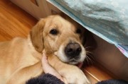 金拉杂交犬的优点和养护技巧（宠物金拉杂交犬的养护指南，金毛和拉布拉多混合的完美品种）