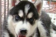 哈士奇幼犬的全面护理（打造健康、快乐的小伙伴）