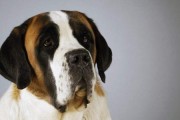 犬冬季高发疾病，如何预防？（狗狗的健康是我们的责任，提前了解预防措施才能保障它们的安全。）