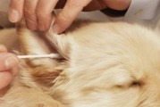 以狗狗毛发护理为主的食疗养护（从宠物的健康角度出发，让爱宠拥有更美丽的外貌）