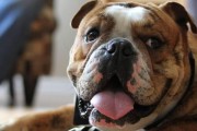 英国斗牛犬的饮食需求剖析（宠物主人必读！英国斗牛犬的肉食主义需求和营养均衡问题）