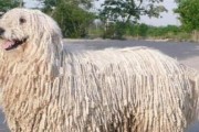 了解可蒙犬的性格特点，打造完美宠物生活