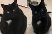 以猫像什么东西怎么办？（如何处理以猫为模仿对象的情况）