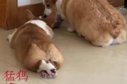 如何讨好生气的狗狗，赢回它的原谅？（主人的道歉是狗狗心灵的良药）