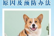 狗狗便秘怎么办？4个方法教你解决！（狗狗便秘的原因及解决方法，让你的爱宠健康无忧！）