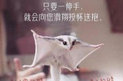 了解小飞鼠的饲养方法，让你的宠物健康快乐成长（从栖息环境到饮食习惯，全面了解小飞鼠的养护）