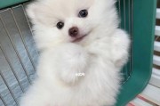 如何给博美美容和梳毛（打造健康美丽的博美犬毛）