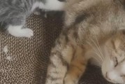 哺乳期猫妈妈的饮食需求与营养摄入（为了健康宝宝，关注猫妈妈的饮食需求）