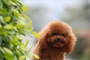 贵宾犬的饲养方法（打造健康快乐的贵宾犬生活）