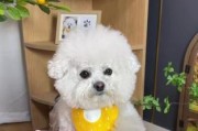 狗狗吃湿粮需要多久？（探索狗狗湿粮饮食习惯与健康需求的关系）