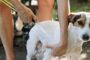 狗狗生小孩后多久可以洗澡？（为您解答狗狗产后洗澡的时间和注意事项）
