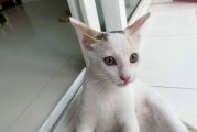 小猫必须内外驱虫的原因（为宠物健康着想，及时内外驱虫）