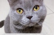 如何保护你的猫咪不意外出门（猫咪外出安全守则与注意事项）