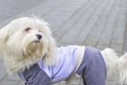 如何饲养卷毛比熊犬（全面掌握卷毛比熊犬饲养方法，让你的宠物健康成长）